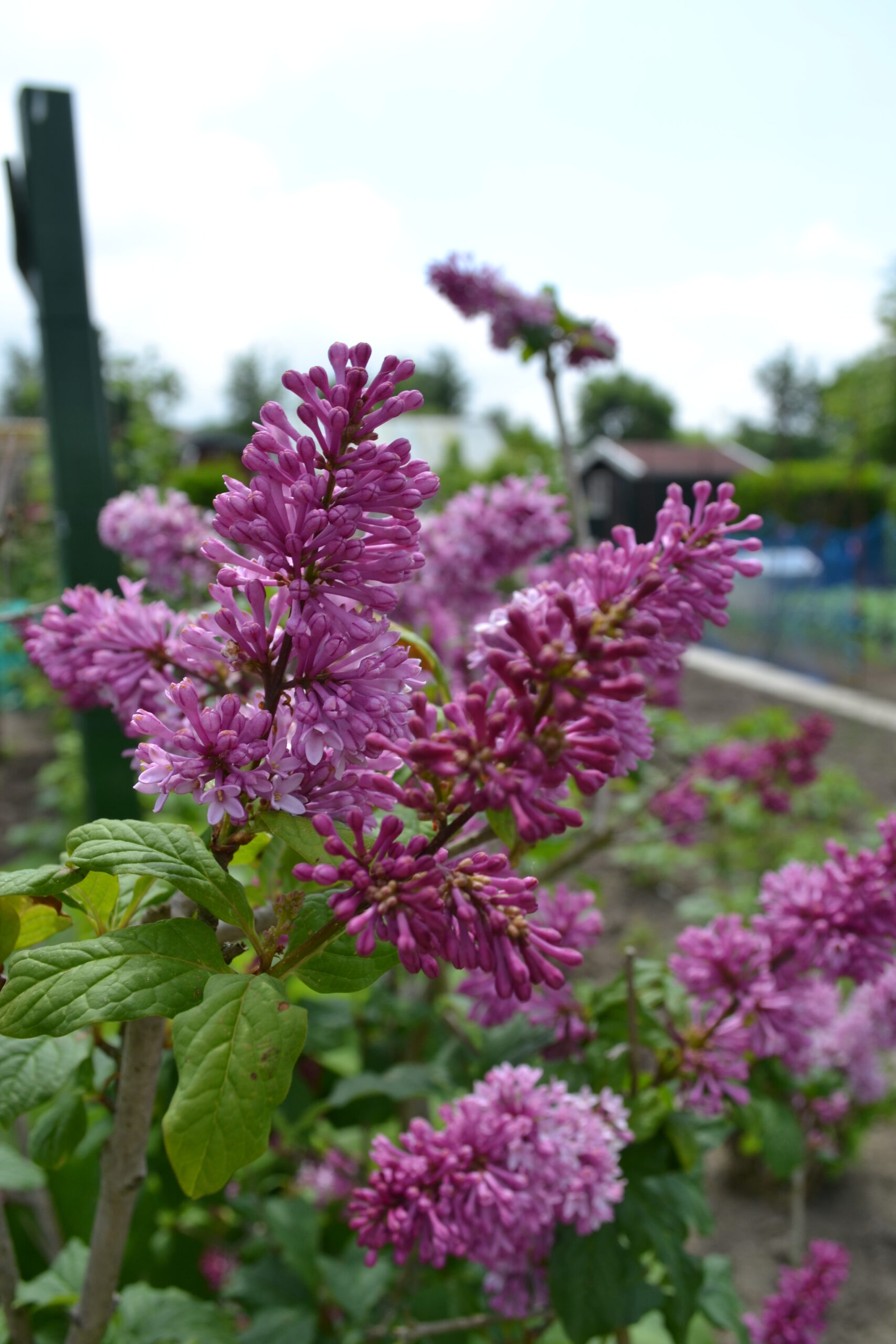 Foto van bloemen