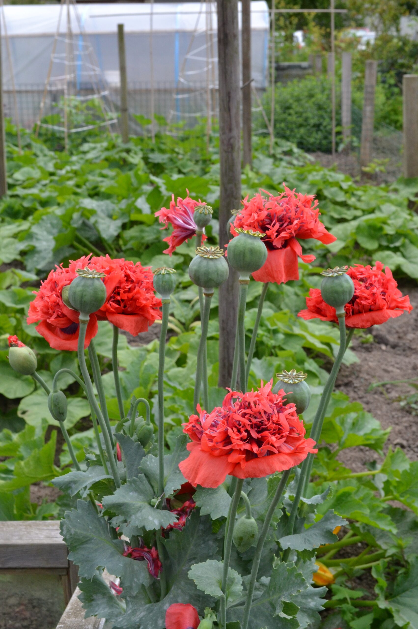 Foto van rode bloemen Foto van rode bloemen